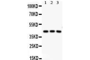 Anti-CREB Picoband antibody,  All lanes: Anti CREB  at 0. (CREB1 anticorps  (AA 1-177))
