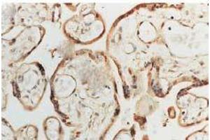 Immunohistochemistry analysis using Rabbit Anti-SOD1 Polyclonal Antibody .