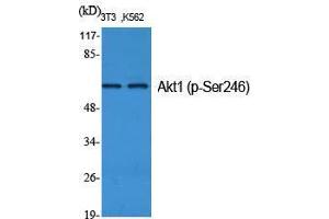 Western Blot (WB) analysis of specific cells using Phospho-Akt1 (S246) Polyclonal Antibody. (AKT1 anticorps  (pSer246))