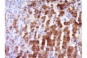 Paraformaldehyde-fixed, paraffin embedded rat adrenal gland, Antigen retrieval by boiling in sodium citrate buffer (pH6) for 15min, Block endogenous peroxidase by 3% hydrogen peroxide for 30 minutes, Blocking buffer (normal goat serum) at 37°C for 20min, Antibody incubation with Rabbit Anti-beta 3 Adrenergic Receptor Polyclonal Antibody, Unconjugated  at 1:500 overnight at 4°C, followed by a conjugated secondary and DAB staining.