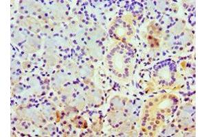 Immunohistochemistry of paraffin-embedded human pancreatic tissue using ABIN7148497 at dilution of 1:100