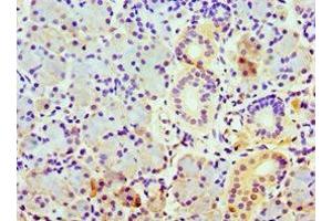 Immunohistochemistry of paraffin-embedded human pancreatic tissue using ABIN7148497 at dilution of 1:100 (COPS7A anticorps  (AA 1-275))