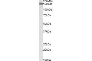 Image no. 1 for anti-CUB and Sushi Multiple Domains 1 (CSMD1) (AA 3334-3347) antibody (ABIN466870) (CSMD1 anticorps  (AA 3334-3347))