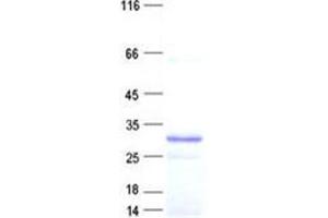 Validation with Western Blot