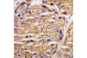 Image no. 2 for anti-Mitochondrial Intermediate Peptidase (MIPEP) (N-Term) antibody (ABIN356962) (MIPEP anticorps  (N-Term))