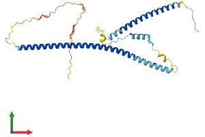 AlphaFold protein structure predicition of Human Recombinant TNNT1 Protein, UniprotID P13805