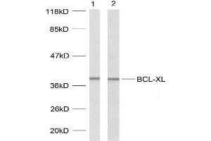 Western blot analysis using BCL-XL (Ab-62) antibody (E021061). (BCL2L1 anticorps)