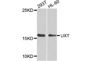 Western blot analysis of extracts of various cell lines, using UXT antibody (ABIN1875305) at 1:1000 dilution. (UXT anticorps)