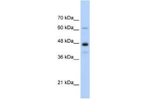 WB Suggested Anti-NXF1 Antibody Titration:  0. (NXF1 anticorps  (N-Term))