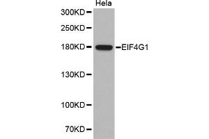 Western blot analysis of extracts of HeLa cells, using EIF4G1 antibody (ABIN5970323). (EIF4G1 anticorps)