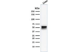 Western Blot Analysis of human Liver tissue lysate using ALDH1A1 Mouse Monoclonal Antibody (ALDH1A1/1381).