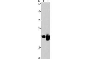 Western Blotting (WB) image for anti-CD38 antibody (ABIN2432799) (CD38 anticorps)