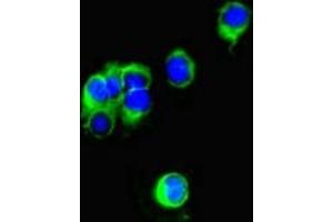 Immunofluorescent analysis of Hela cells using ABIN7153010 at dilution of 1:100 and Alexa Fluor 488-congugated AffiniPure Goat Anti-Rabbit IgG(H+L)