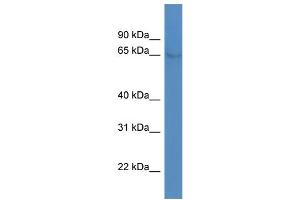 WB Suggested Anti-NR4A1 Antibody Titration: 1.