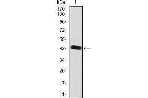 Western blot analysis using FGFR3 mAb against human FGFR3 (AA: 529-694) recombinant protein. (FGFR3 anticorps  (AA 529-694))