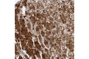 Immunohistochemical staining of human adrenal gland with KIAA1614 polyclonal antibody  shows strong positivity in cortical cells at 1:10-1:20 dilution. (KIAA1614 anticorps)