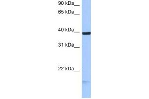 HS3ST5 anticorps  (C-Term)