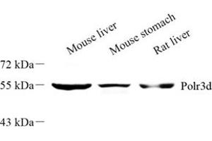 Western blot analysis of Polr3d (ABIN7075141) at dilution of 1: 500 (POLR3D anticorps)