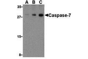Western Blotting (WB) image for anti-Caspase 7, Apoptosis-Related Cysteine Peptidase (CASP7) (C-Term) antibody (ABIN1030318) (Caspase 7 anticorps  (C-Term))