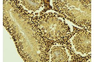 ABIN6274505 at 1/100 staining Mouse testis tissue by IHC-P. (XRN2 anticorps  (N-Term))