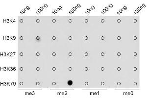 Dot-blot analysis of all sorts of methylation peptides using DiMethyl-Histone H3-K79 antibody (ABIN1873007).