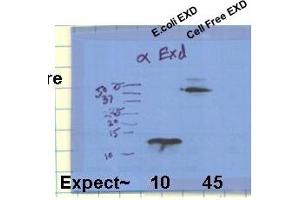 exd antibody - C-terminal region  validated by WB using Drosophila EXD constructs at 1:1000. (EXD (C-Term) anticorps)