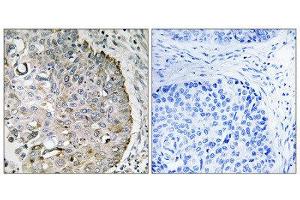Immunohistochemistry (IHC) image for anti-Mitochondrial Ribosome Recycling Factor (MRRF) (C-Term) antibody (ABIN1852052) (MRRF anticorps  (C-Term))