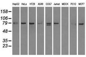 Image no. 3 for anti-SCY1-Like 3 (SCYL3) antibody (ABIN1500834) (SCYL3 anticorps)
