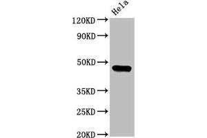 Western Blot Positive WB detected in: Hela whole cell lysate All lanes: CSNK1E antibody at 3. (CK1 epsilon anticorps  (Isoform epsilon))