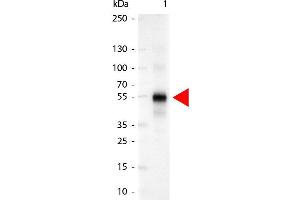 Western Blot of Alkaline Phosphatase Conjugated Goat anti-Human IgG Gamma Chain antibody.
