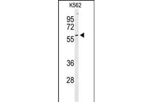 Western blot analysis of PKM2 Antibody (C-term ) (ABIN6242815 and ABIN6578981) in K562 cell line lysates (35 μg/lane). (PKM2 anticorps  (C-Term))