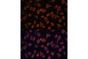 Immunofluorescence analysis of L929 cells using MRPL43 antibody (ABIN7268573) at dilution of 1:100. (MRPL43 anticorps  (AA 80-155))