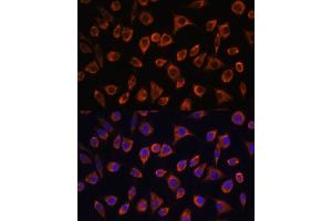Immunofluorescence analysis of L929 cells using MRPL43 antibody (ABIN7268573) at dilution of 1:100. (MRPL43 anticorps  (AA 80-155))