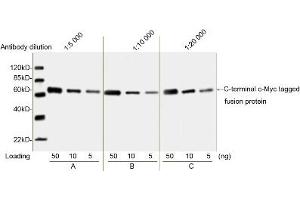 Image no. 5 for anti-Myc Tag antibody (ABIN2585197)