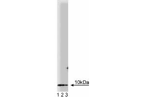 Western blot analysis of PIN on a rat cerebrum lysate. (DYNLL1 anticorps  (AA 1-89))