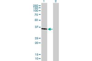 Western Blot analysis of SPON2 expression in transfected 293T cell line by SPON2 MaxPab polyclonal antibody. (SPON2 anticorps  (AA 1-331))
