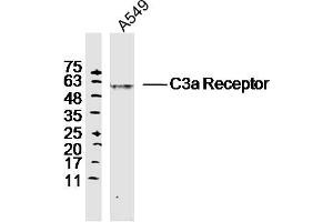 A549 lysates probed with C3a Receptor Polyclonal Antibody, Unconjugated  at 1:300 dilution and 4˚C overnight incubation. (C3AR1 anticorps  (AA 401-482))
