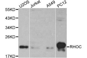 Western blot analysis of extracts of various cell lines, using RHOC antibody. (RHOC anticorps  (AA 1-193))