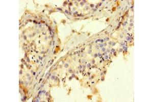 Immunohistochemistry of paraffin-embedded human testis tissue using ABIN7168424 at dilution of 1:100 (ROPN1 anticorps  (AA 1-212))