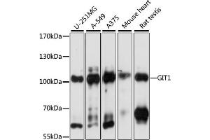 Western blot analysis of extracts of various cell lines, using GIT1 antibody (ABIN7267383) at 1:1000 dilution. (GIT1 anticorps  (AA 460-640))