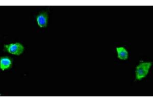 Immunofluorescent analysis of Hela cells using ABIN7166201 at dilution of 1:100 and Alexa Fluor 488-congugated AffiniPure Goat Anti-Rabbit IgG(H+L) (SEC23A anticorps  (AA 424-569))