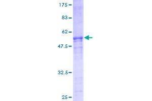 Image no. 1 for FYVE and Coiled-Coil Domain Containing 1 (FYCO1) (AA 1-255) protein (GST tag) (ABIN1354565)