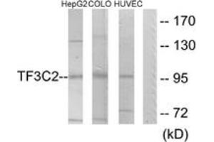 Western blot analysis of extracts from HepG2/COLO205/HuvEc cells, using TF3C2 Antibody.