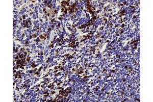 Immunohistochemistry analysis of paraffin-embedded mouse spleen using Survivin Polyclonal Antibody at dilution of 1:300. (Survivin anticorps)