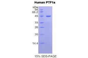 SDS-PAGE (SDS) image for Pancreas Specific Transcription Factor, 1a (PTF1A) (AA 177-328) protein (His tag,GST tag) (ABIN2123438) (PTF1A Protein (AA 177-328) (His tag,GST tag))