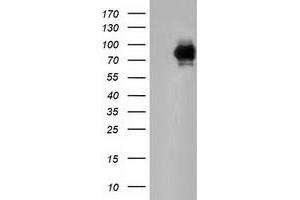 Western Blotting (WB) image for anti-phosphoinositide-3-Kinase Adaptor Protein 1 (PIK3AP1) antibody (ABIN1496823)
