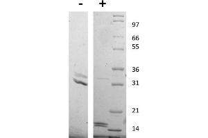 SDS-PAGE of Human Interleukin-17AF Heterodimer Recombinant Protein SDS-PAGE of Human Interleukin-17 Animal Free Recombinant Protein. (IL-17A/F Protéine)