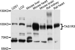 Western blot analysis of extracts of various cells, using TAS1R3 antibody. (TAS1R3 anticorps)