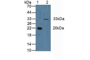 Western blot analysis of (1) Human Blood Cells and (2) Human HeLa cells. (Cyclin D3 anticorps  (AA 1-292))