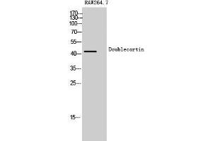 Western Blot (WB) analysis of Raw 264.